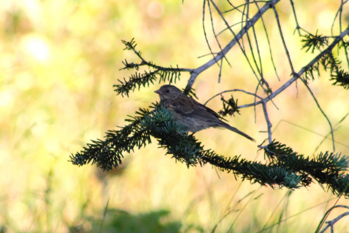 Dark-eyed Junco (Oregon) - ML623597698