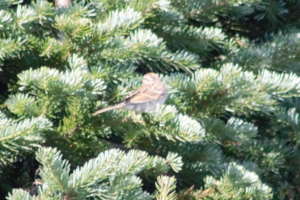 Chipping Sparrow - ML623597704