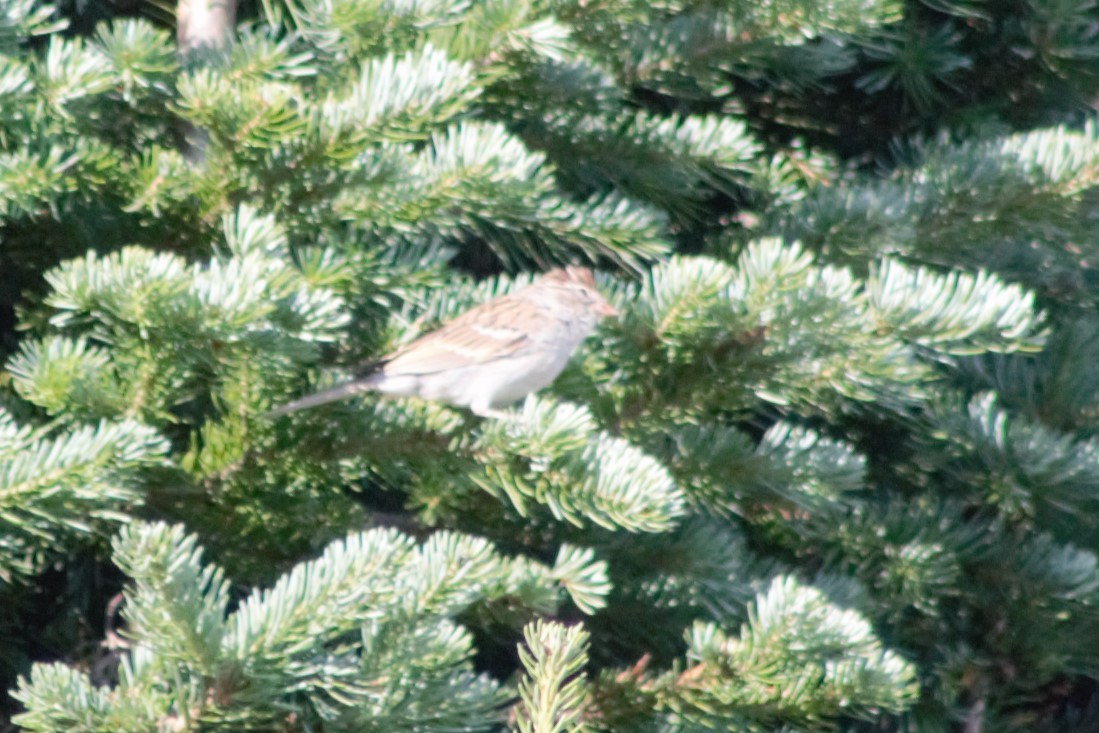 Chipping Sparrow - ML623597705