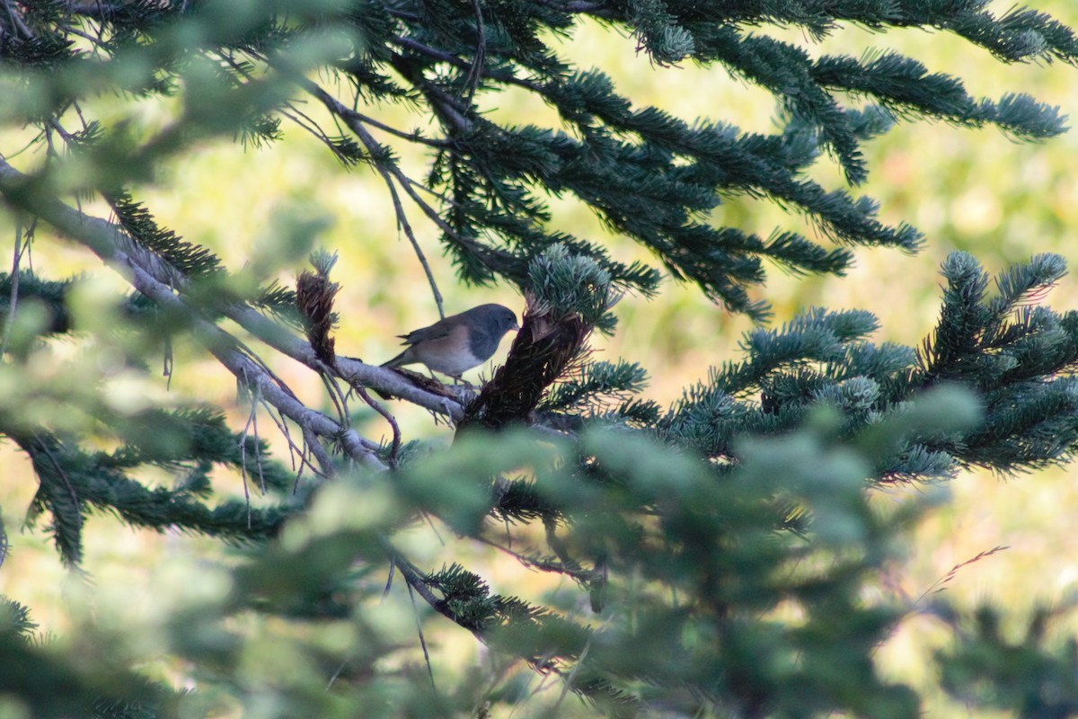 Dark-eyed Junco (Oregon) - ML623597708