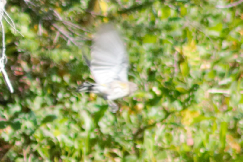 Yellow-rumped Warbler (Audubon's) - ML623597711