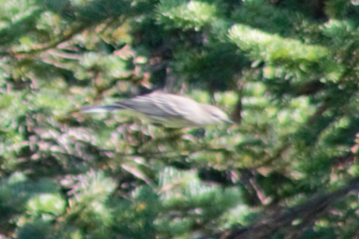 Yellow-rumped Warbler (Audubon's) - ML623597712