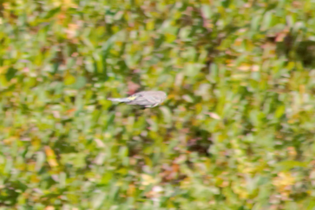 Yellow-rumped Warbler (Audubon's) - ML623597713