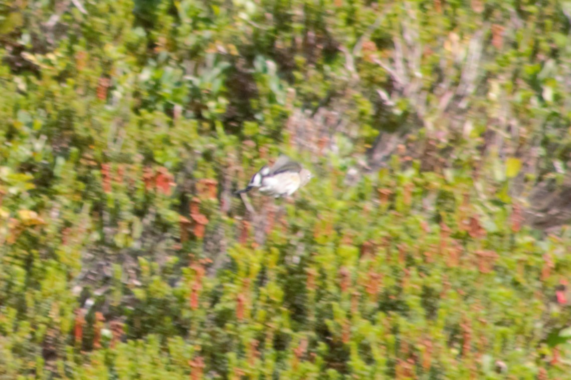 Yellow-rumped Warbler (Audubon's) - ML623597714