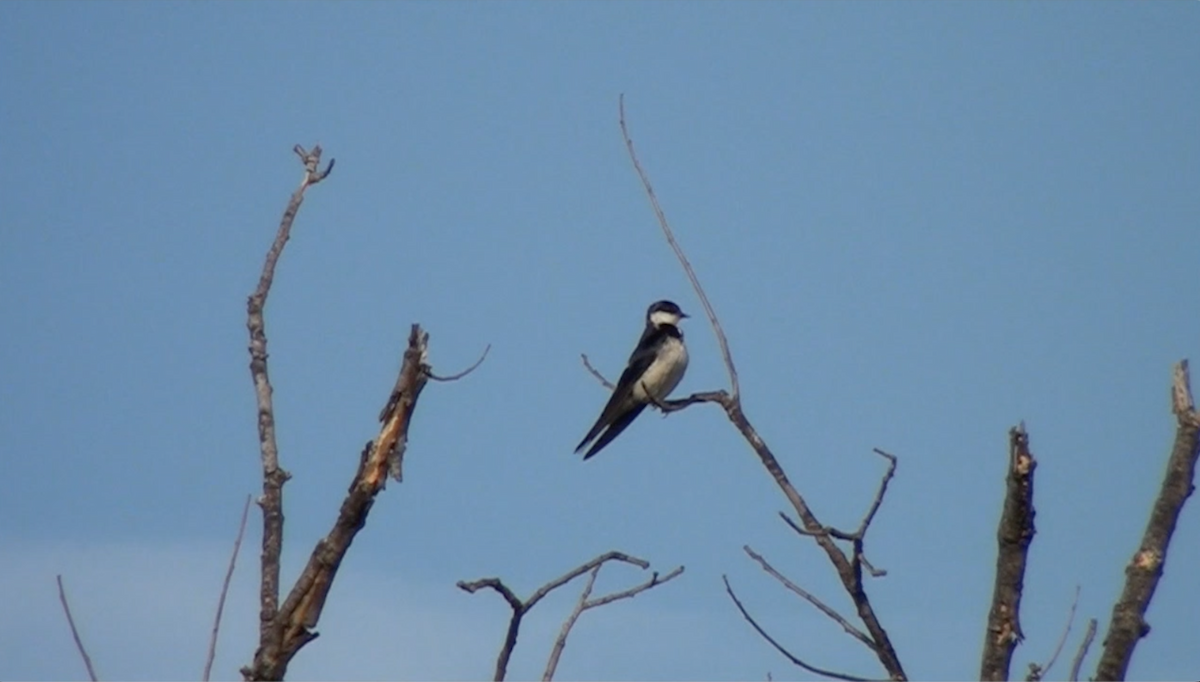 White-throated Swallow - ML623597717