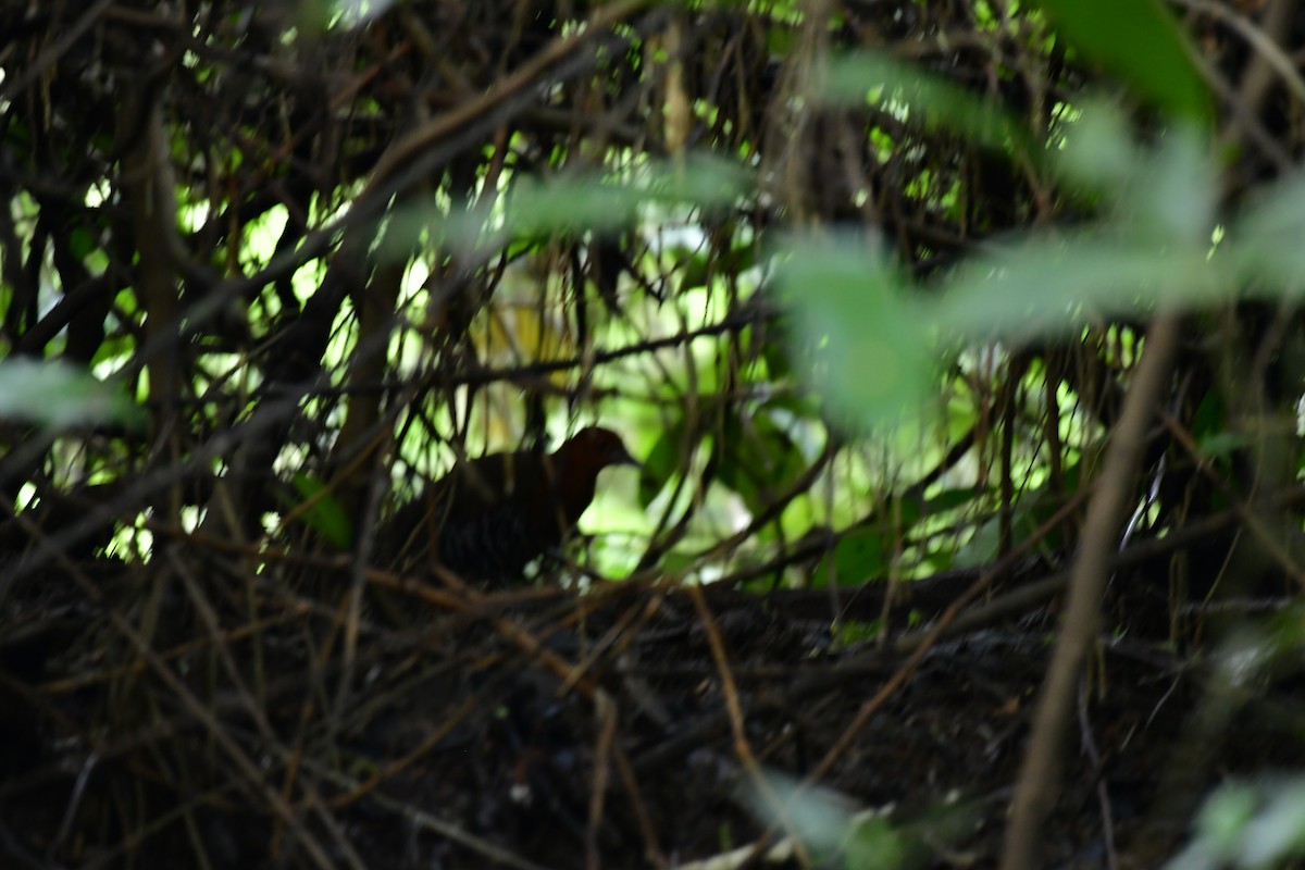 Slaty-legged Crake - ML623597741