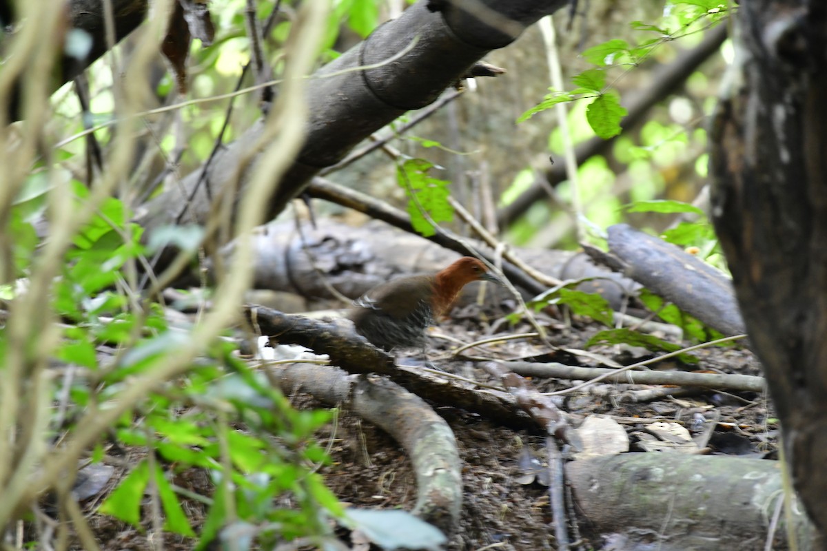 Slaty-legged Crake - ML623597742