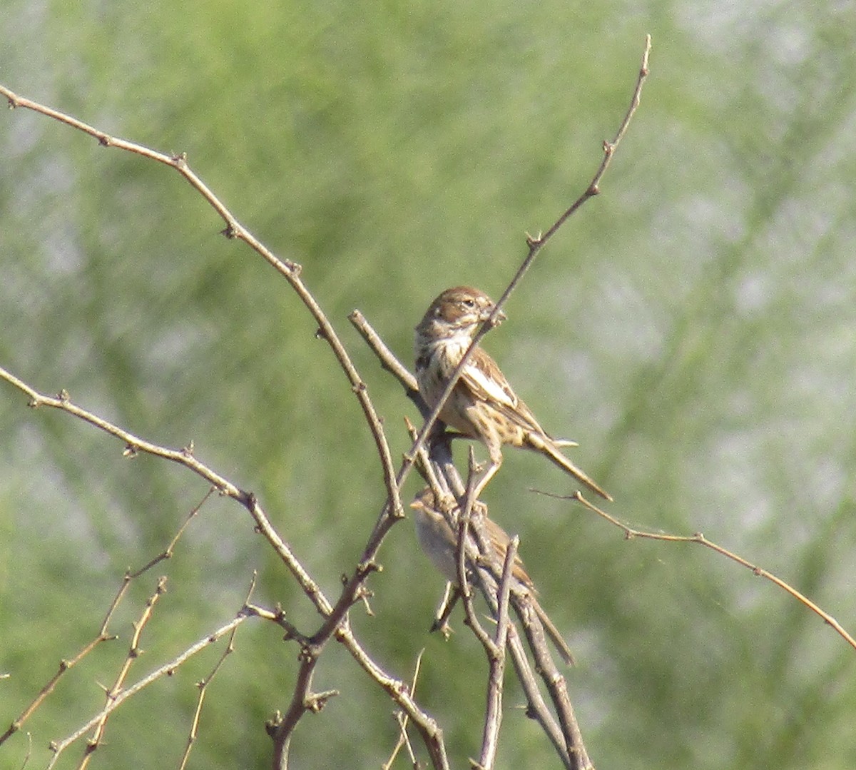 Chingolo Albinegro - ML623597745