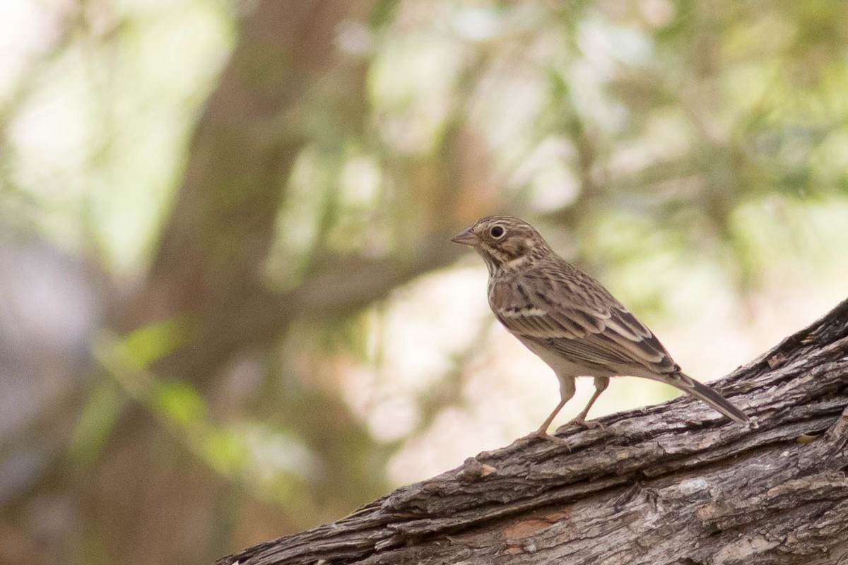 Vesper Sparrow - ML623597800