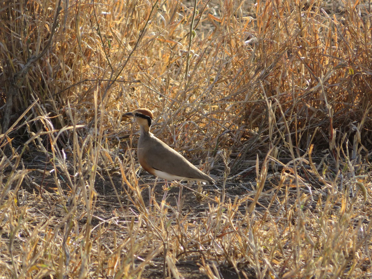 Temminck's Courser - ML623597811