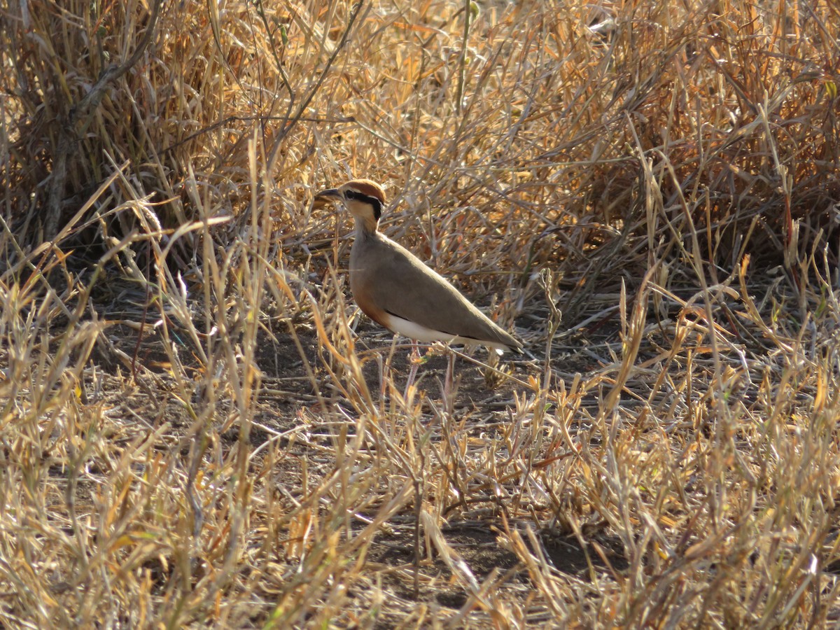 Temminck's Courser - ML623597812