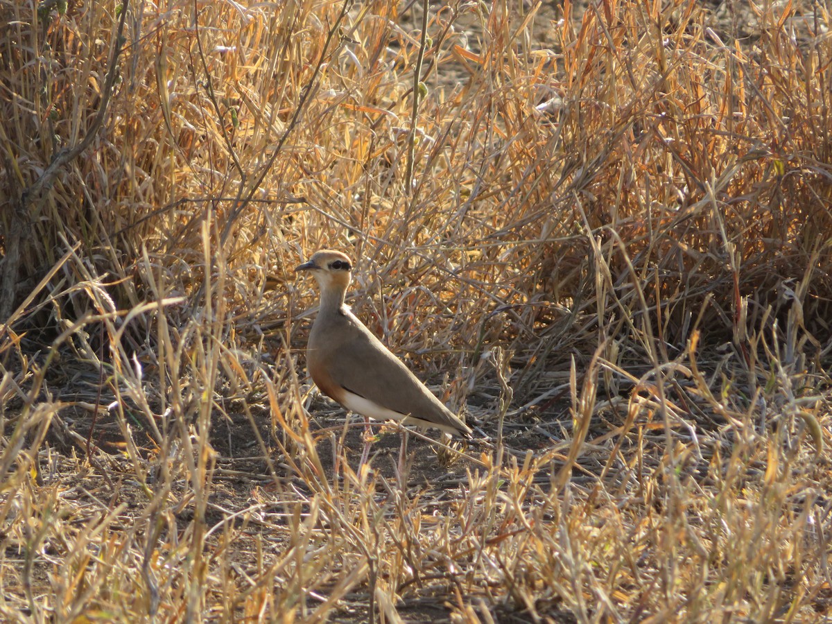 Temminck's Courser - ML623597813