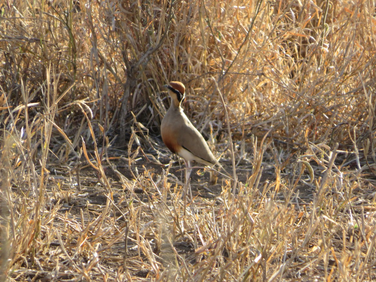 Temminck's Courser - ML623597814