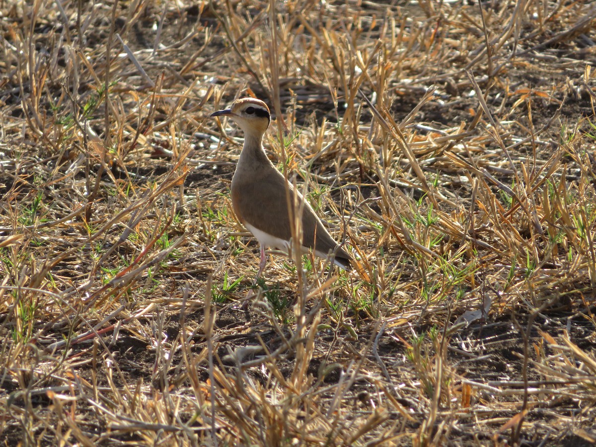 Temminck's Courser - ML623597816