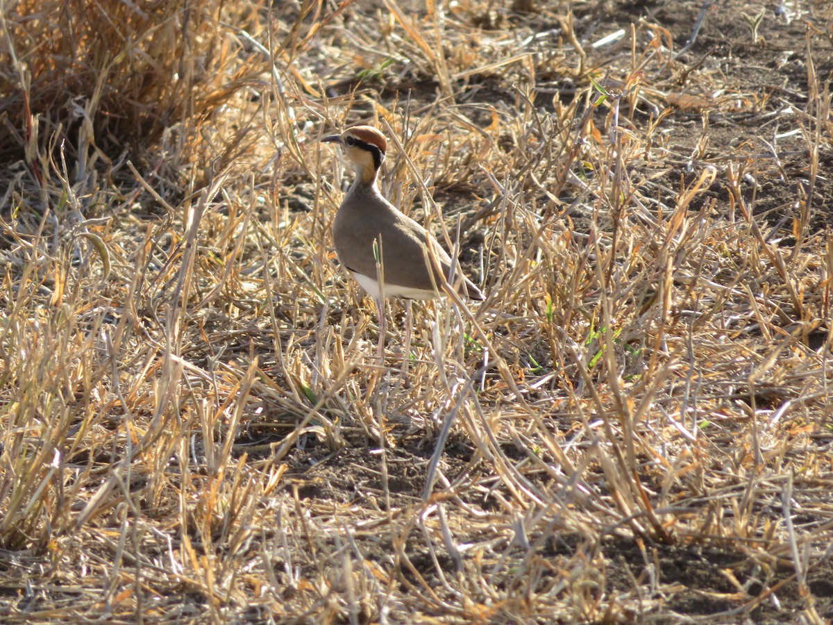 Temminck's Courser - ML623597817