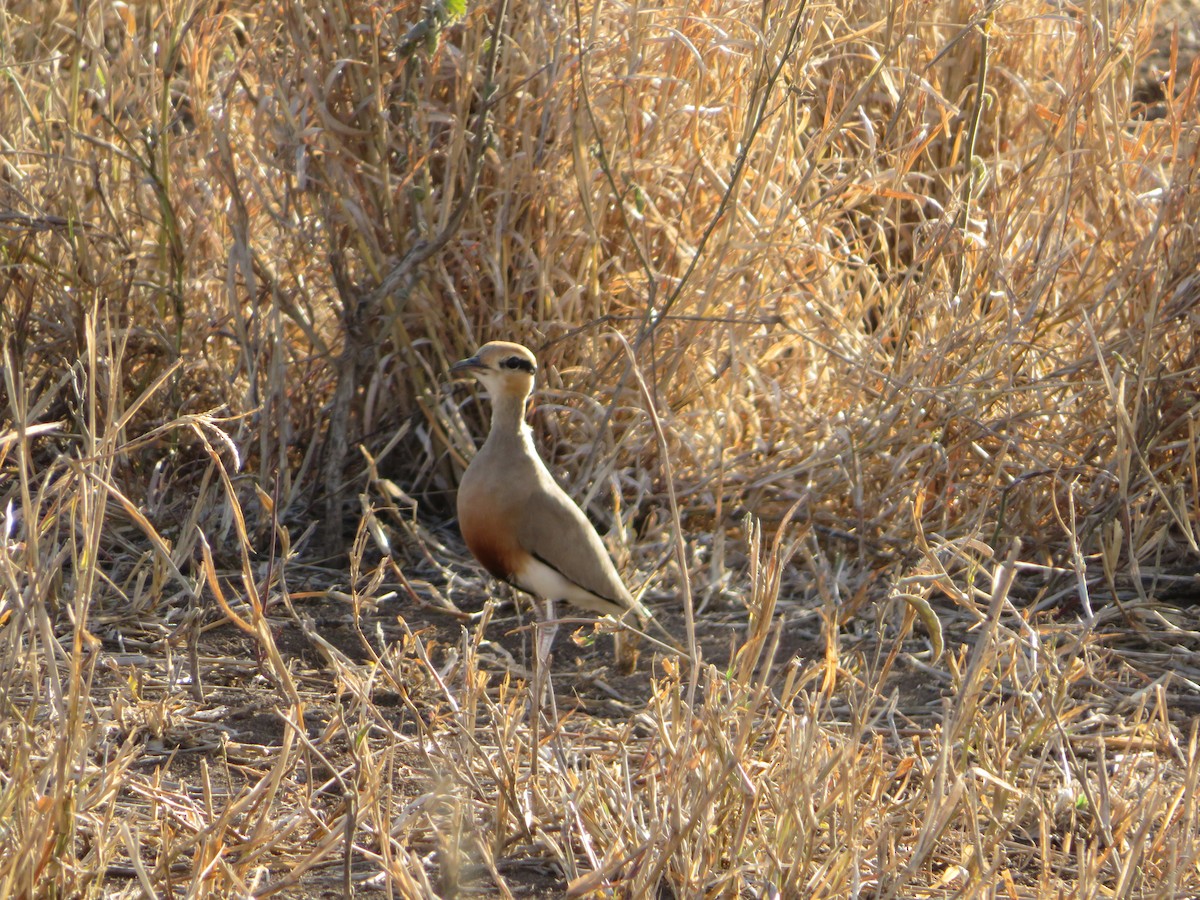 Temminck's Courser - ML623597818