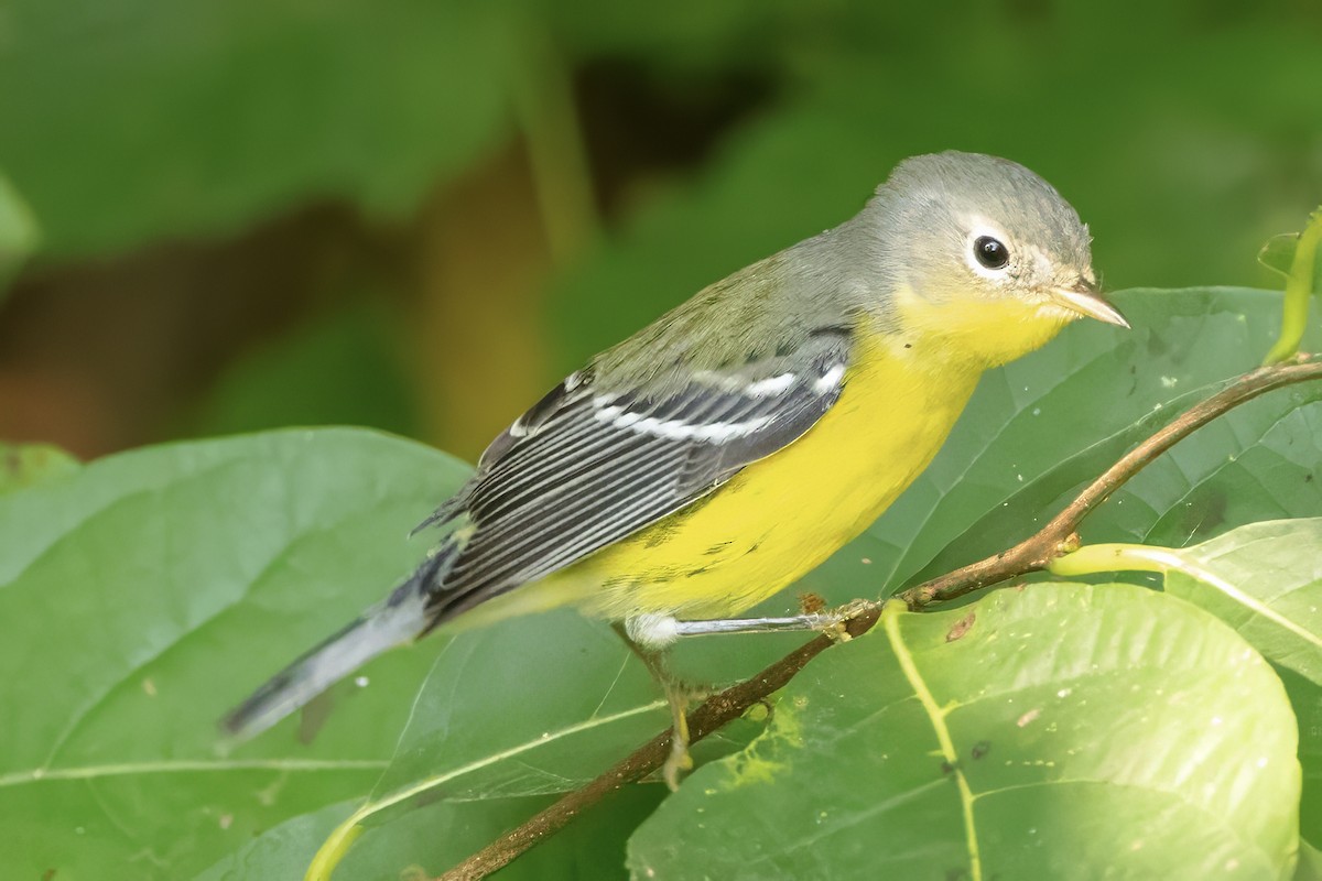 Magnolia Warbler - ML623597855