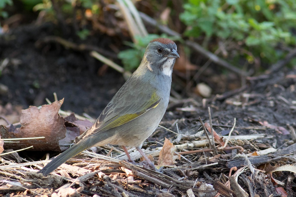 Green-tailed Towhee - ML623597859