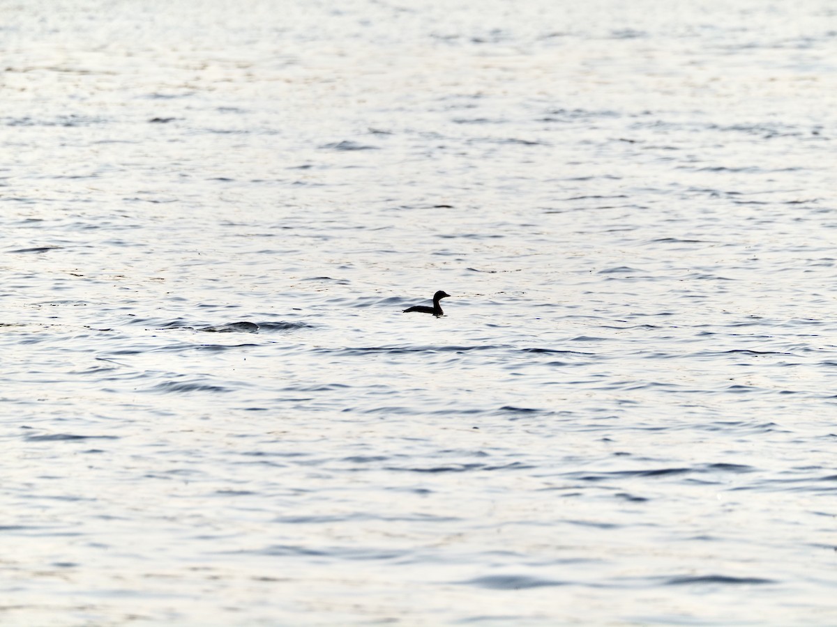 Pied-billed Grebe - ML623597928