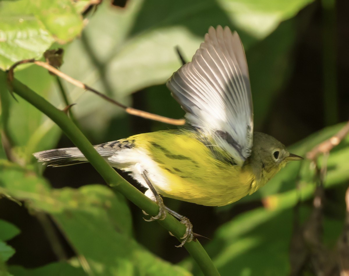 Magnolia Warbler - ML623597931