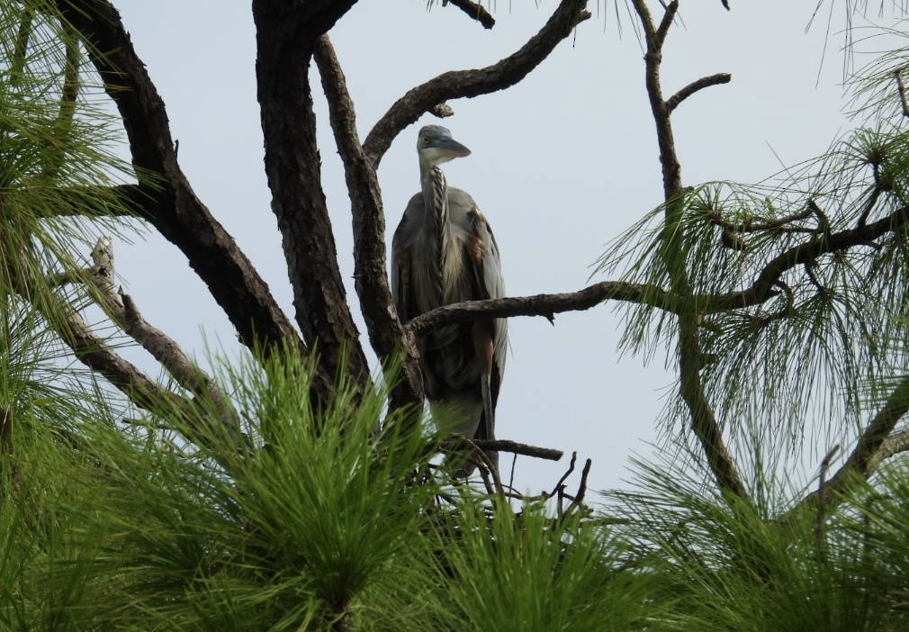 Great Blue Heron - ML623598071