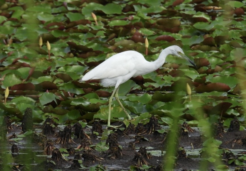 Little Blue Heron - ML623598073