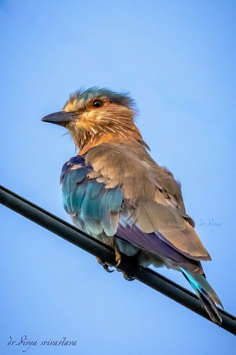 Indian Roller - ML623598077