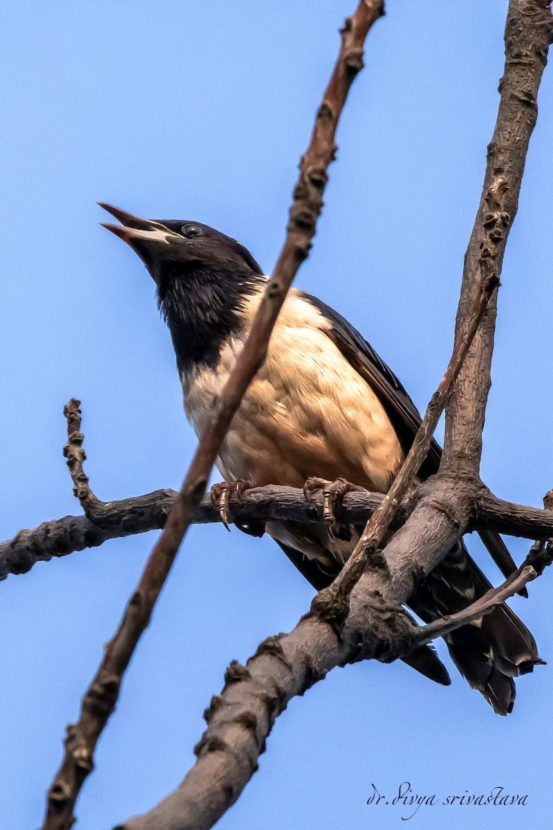 Rosy Starling - ML623598090