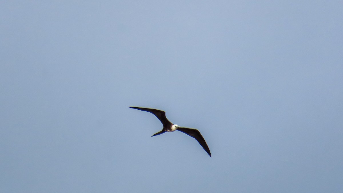 Magnificent Frigatebird - ML623598100