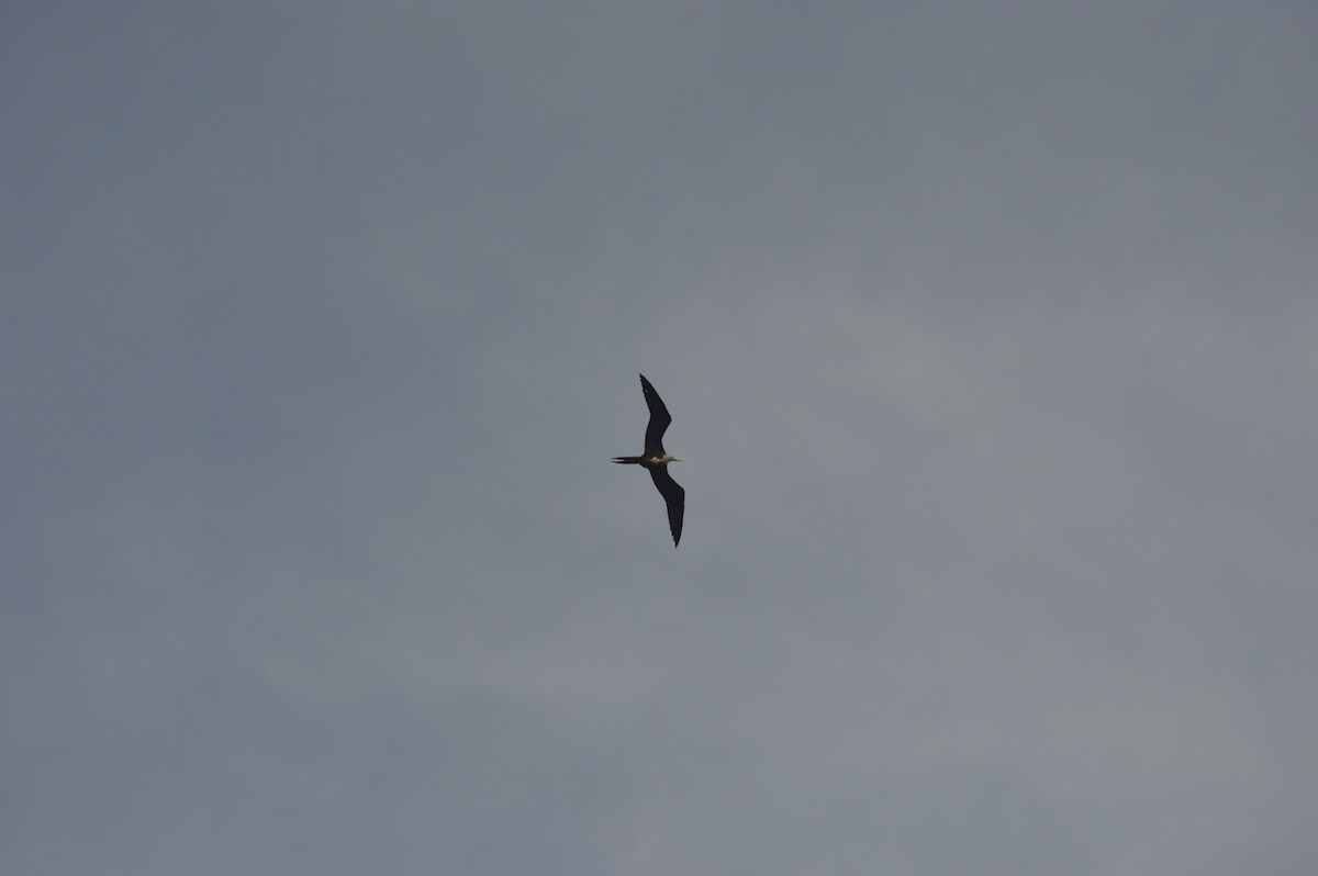 Magnificent Frigatebird - ML623598103