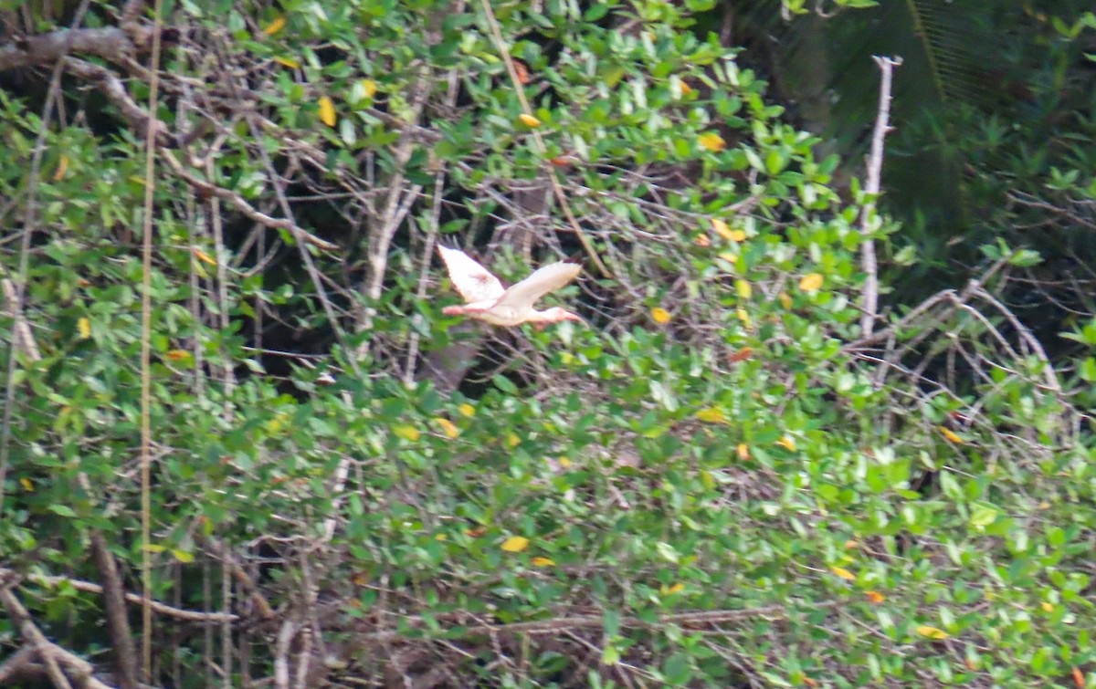 White Ibis - ML623598106