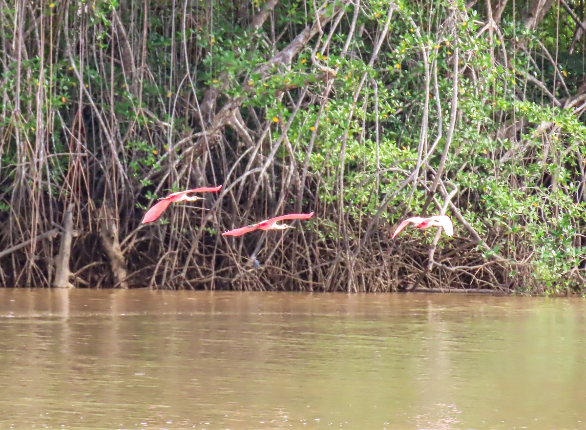 Roseate Spoonbill - ML623598110