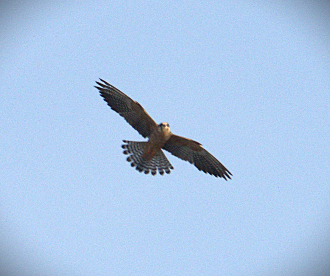 Red-footed Falcon - ML623598127