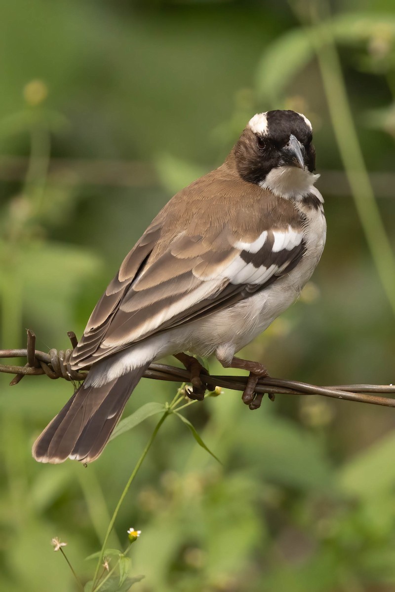 White-browed Sparrow-Weaver - ML623598136