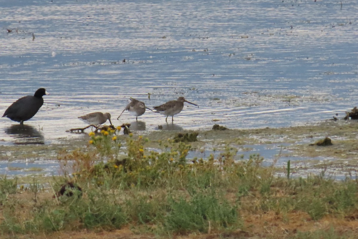 Long-billed Dowitcher - ML623598140