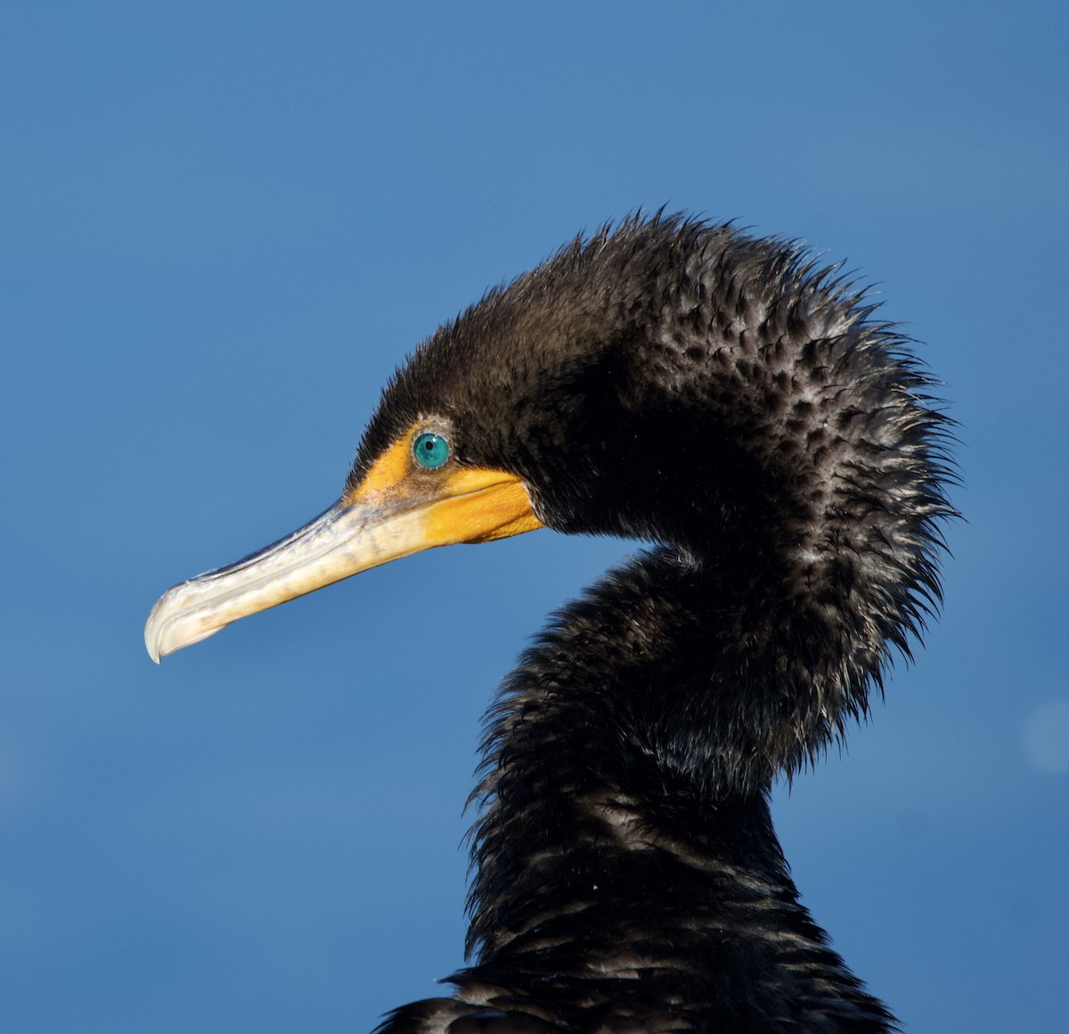 Cormoran à aigrettes - ML623598172