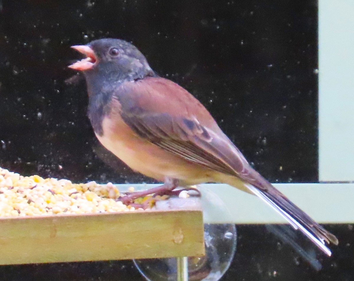 Dark-eyed Junco (Oregon) - ML623598180