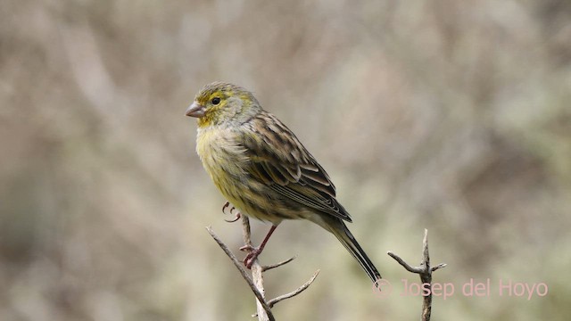 カナリア - ML623598198