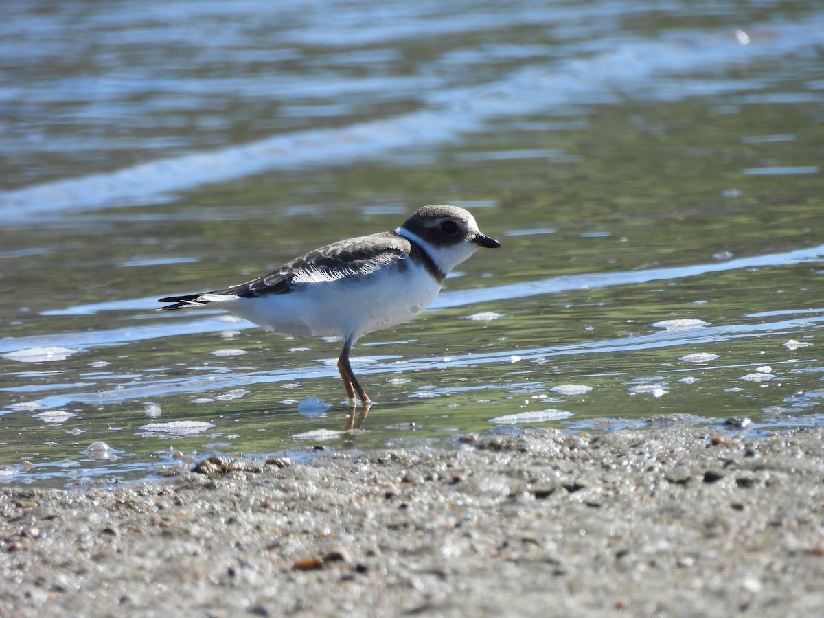 Semipalmated Plover - Olivier Renaud