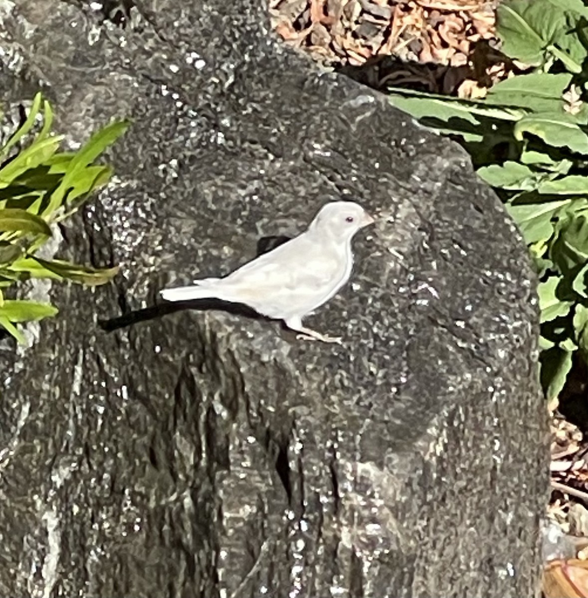 House Finch - ML623598323