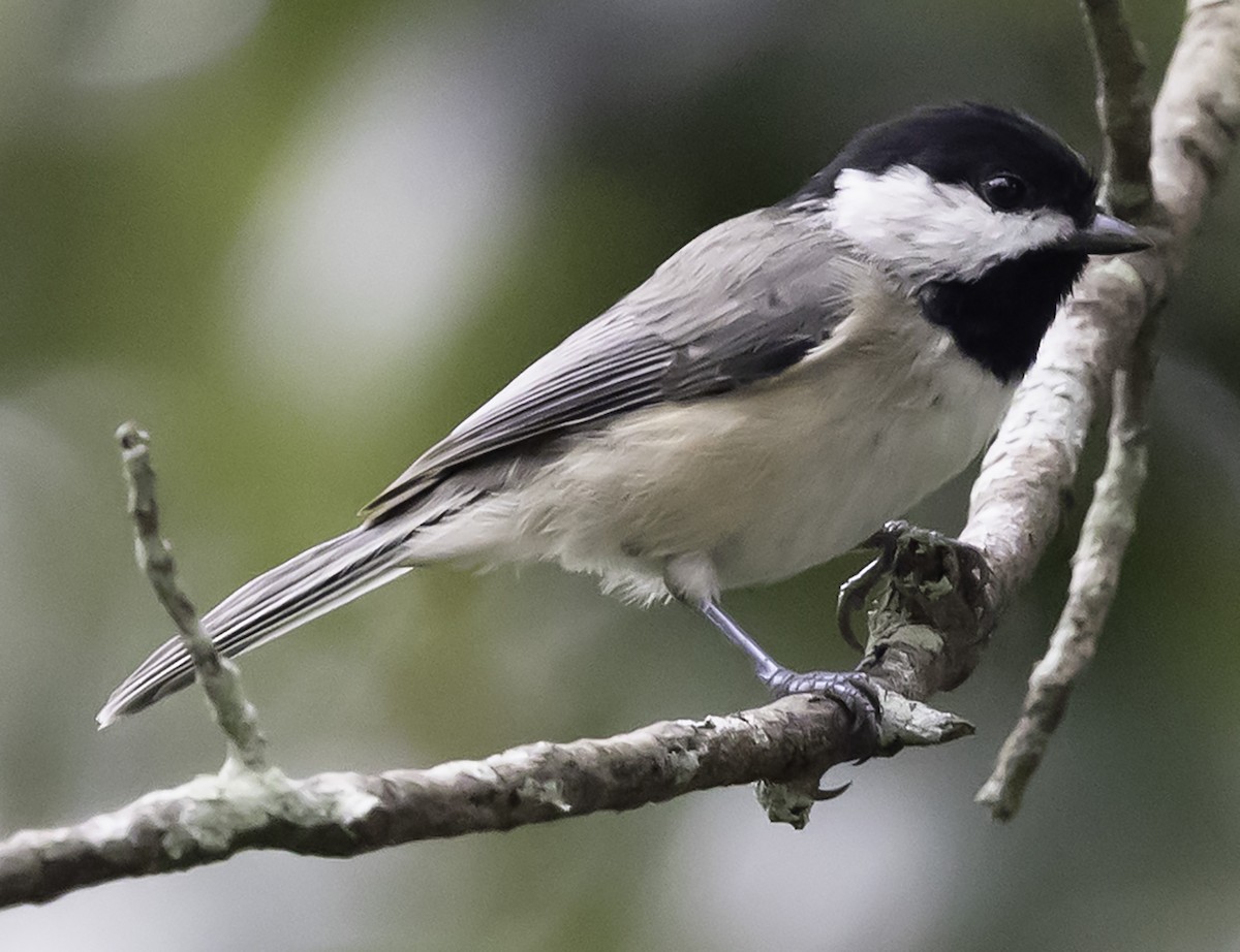 Carolina Chickadee - David Muth