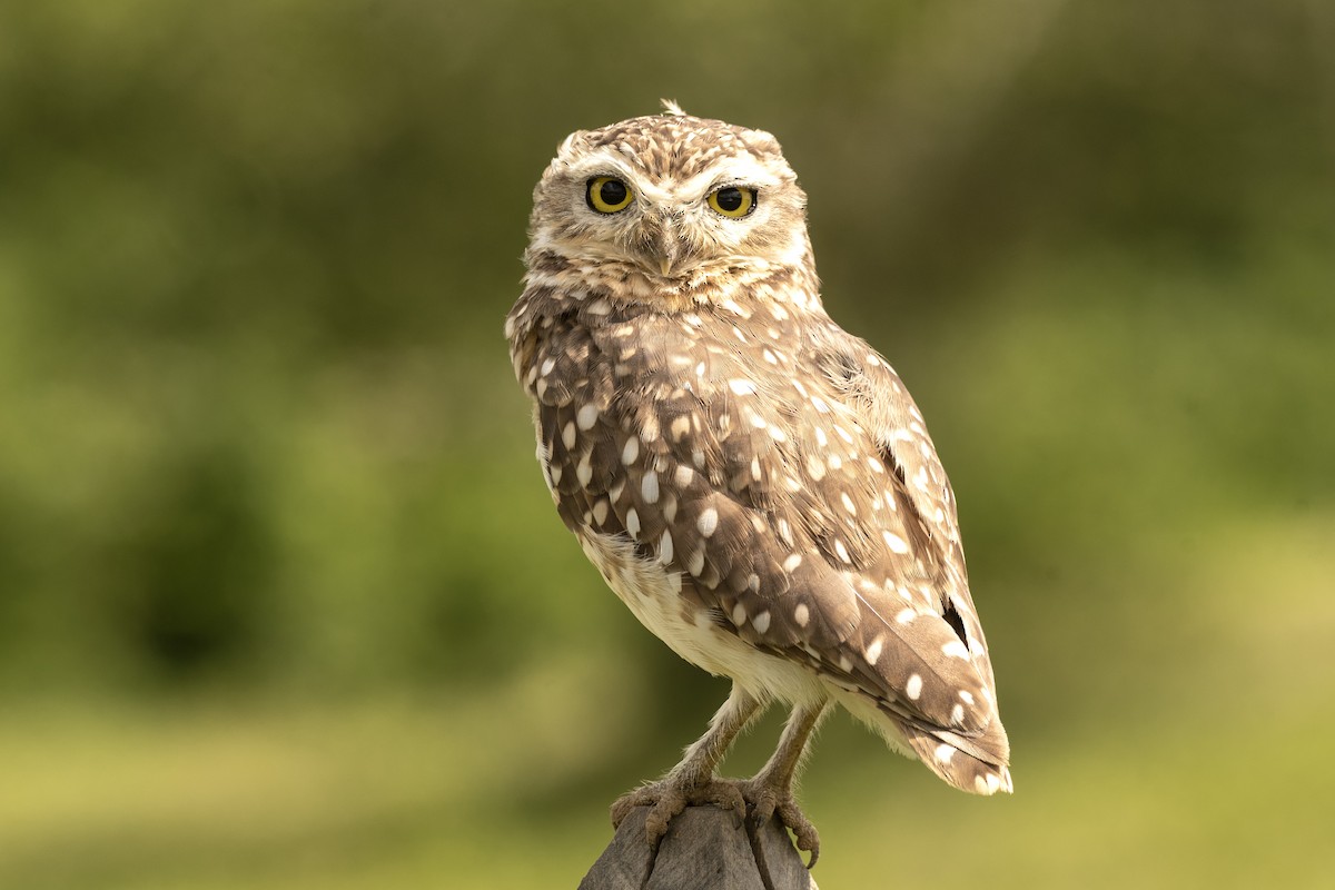 Burrowing Owl (grallaria) - ML623598393