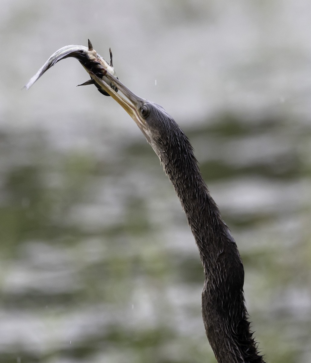 Amerika-Schlangenhalsvogel - ML623598399