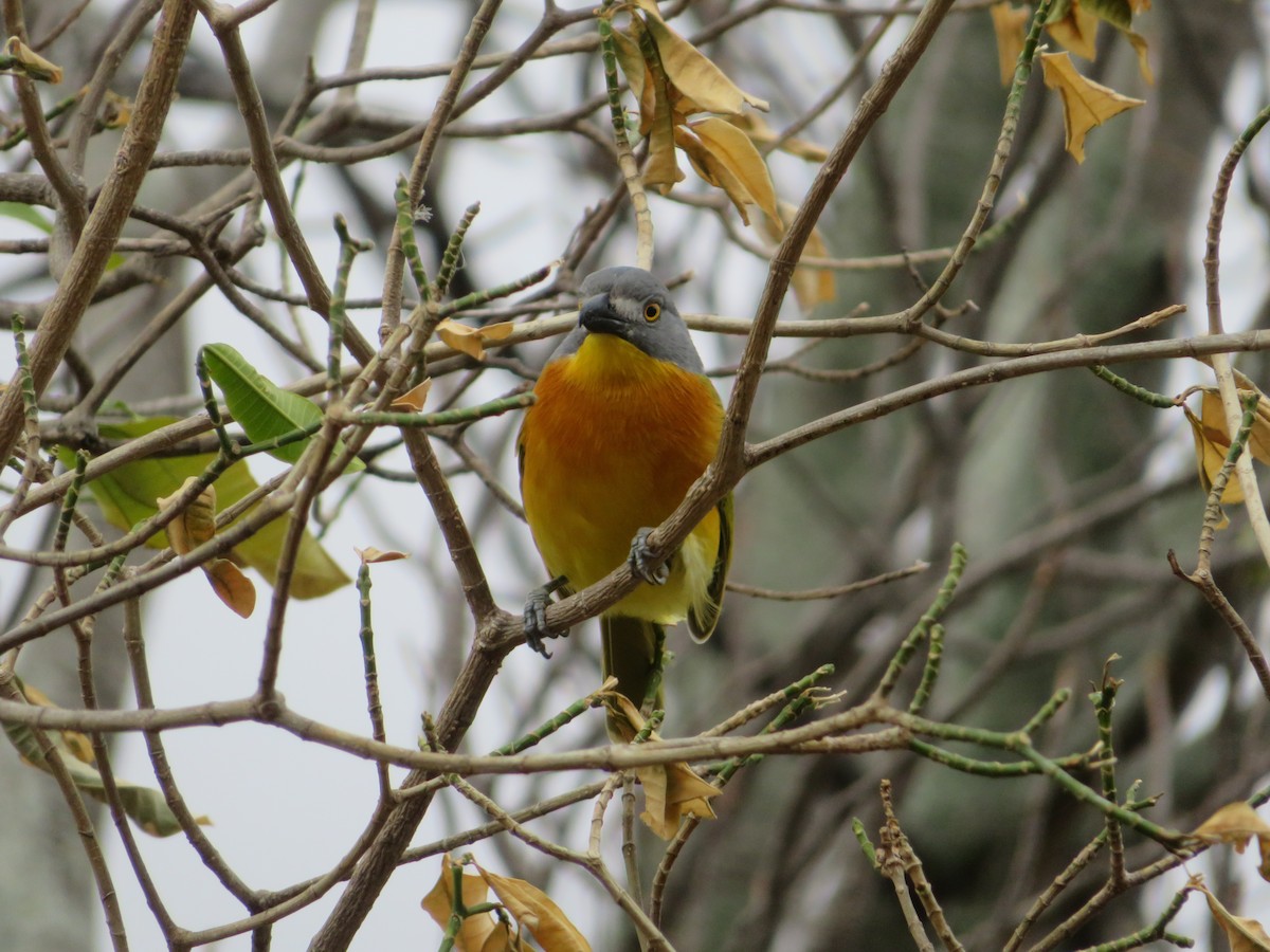 Gray-headed Bushshrike - Stian van Werkhoven