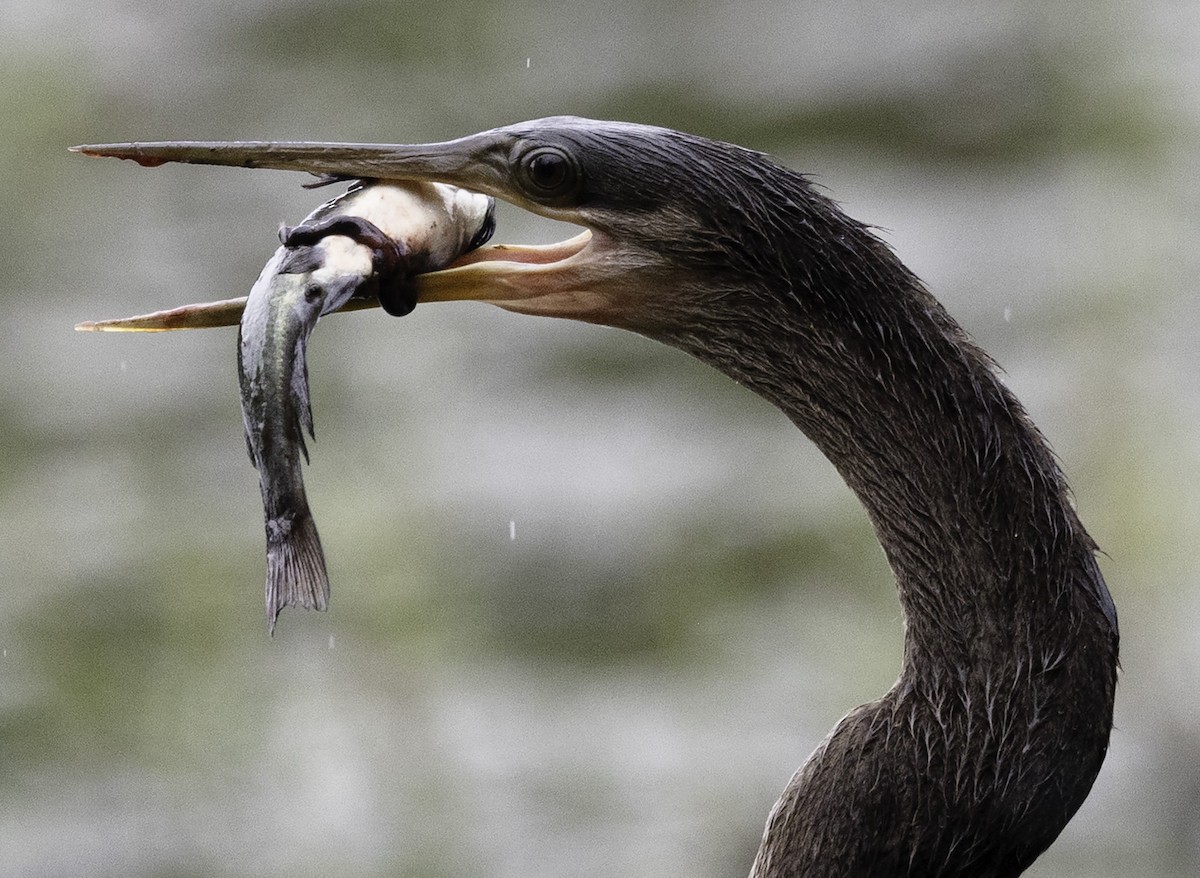 Amerika-Schlangenhalsvogel - ML623598405