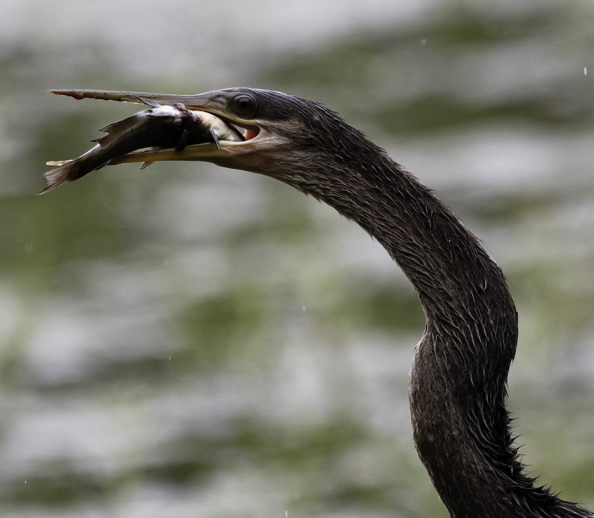 Amerika-Schlangenhalsvogel - ML623598408