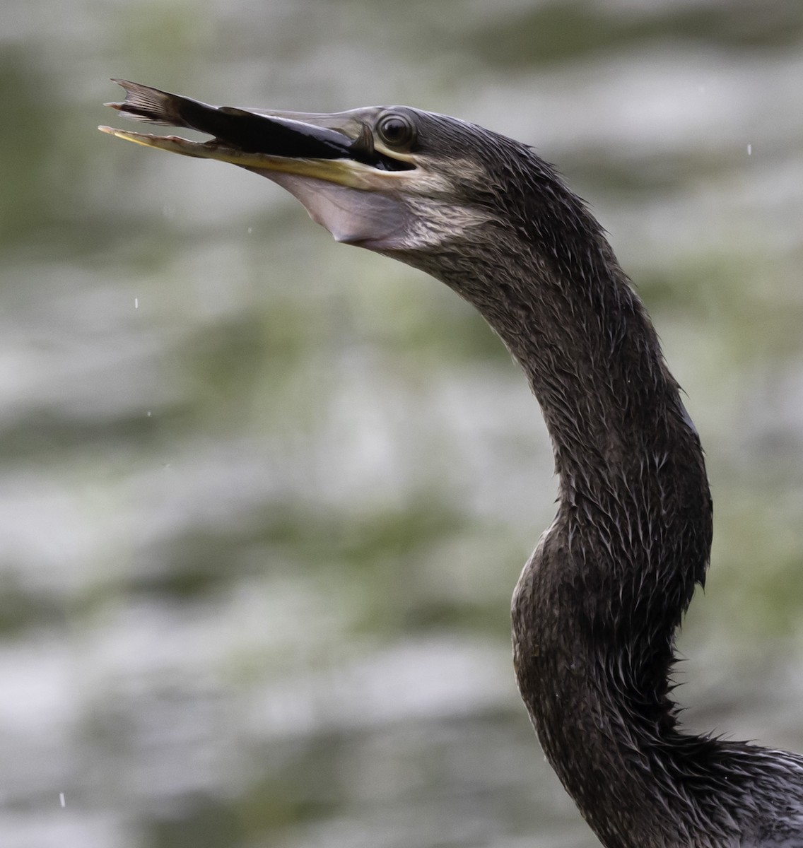 Amerika-Schlangenhalsvogel - ML623598410