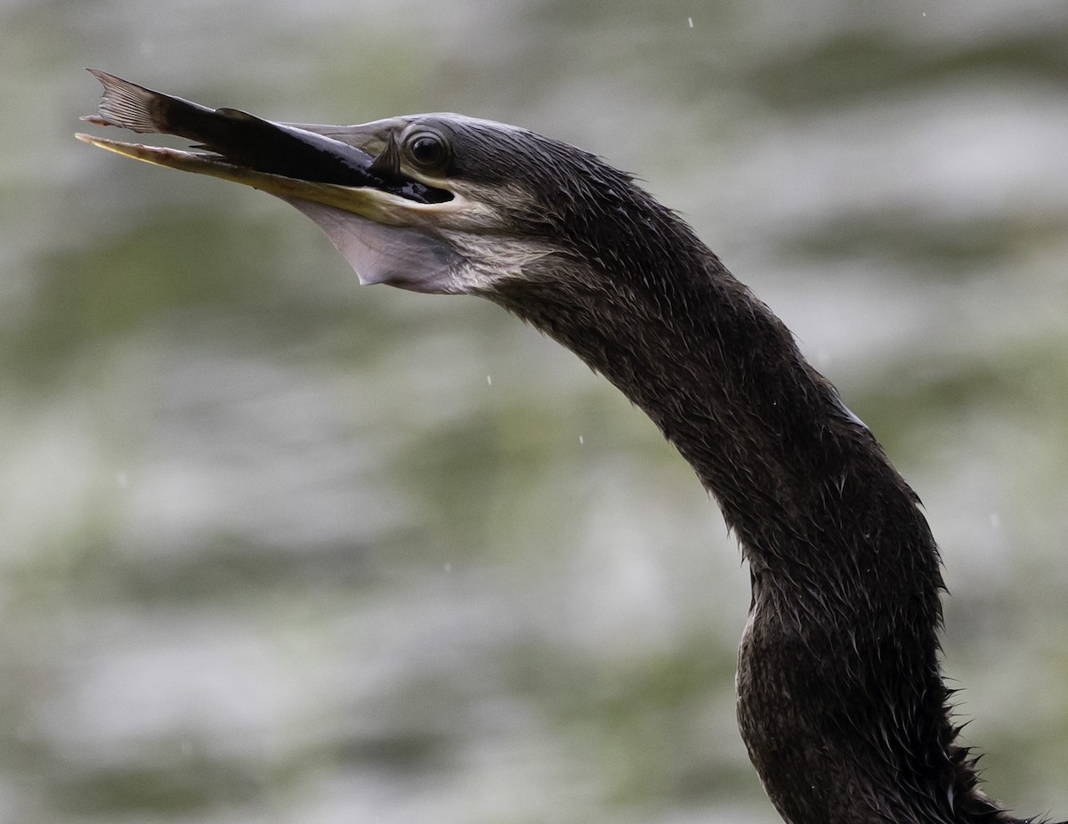 Amerika-Schlangenhalsvogel - ML623598417