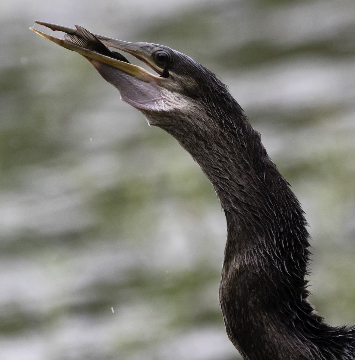 Amerika-Schlangenhalsvogel - ML623598419