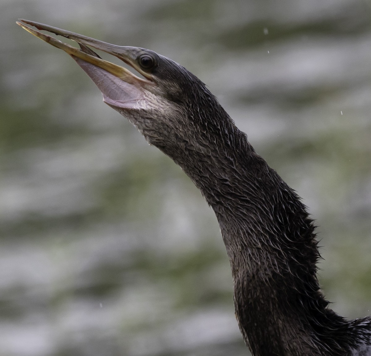 Amerika-Schlangenhalsvogel - ML623598423